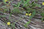 Hairy cowpea